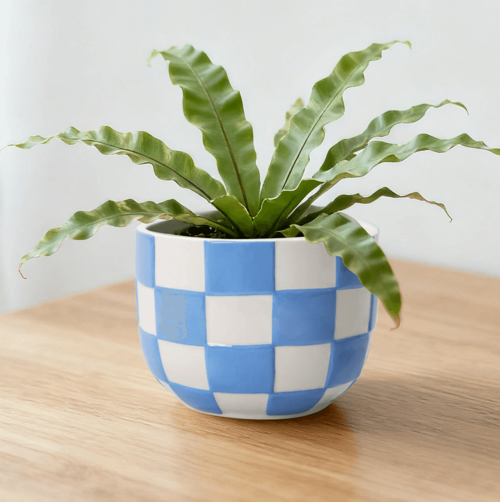 Green plant in a blue-checkered pot on a wooden table.