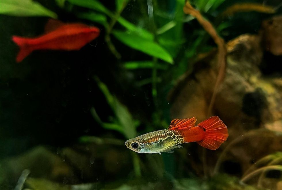 guppies