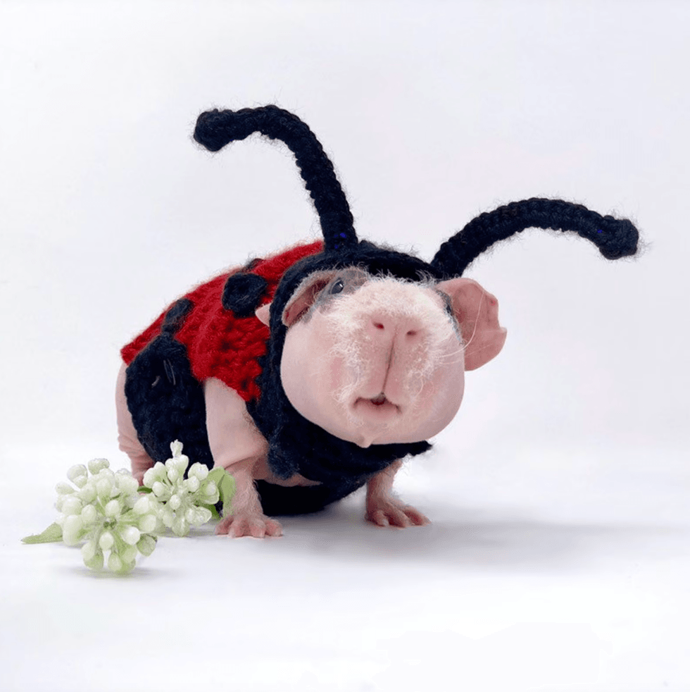 Hairless guinea pig in a ladybug costume with white flowers.