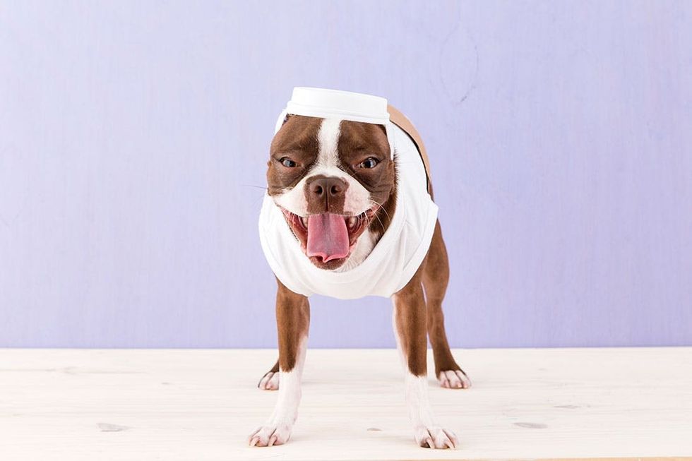 Halloween_Dogs_5Costumes_053