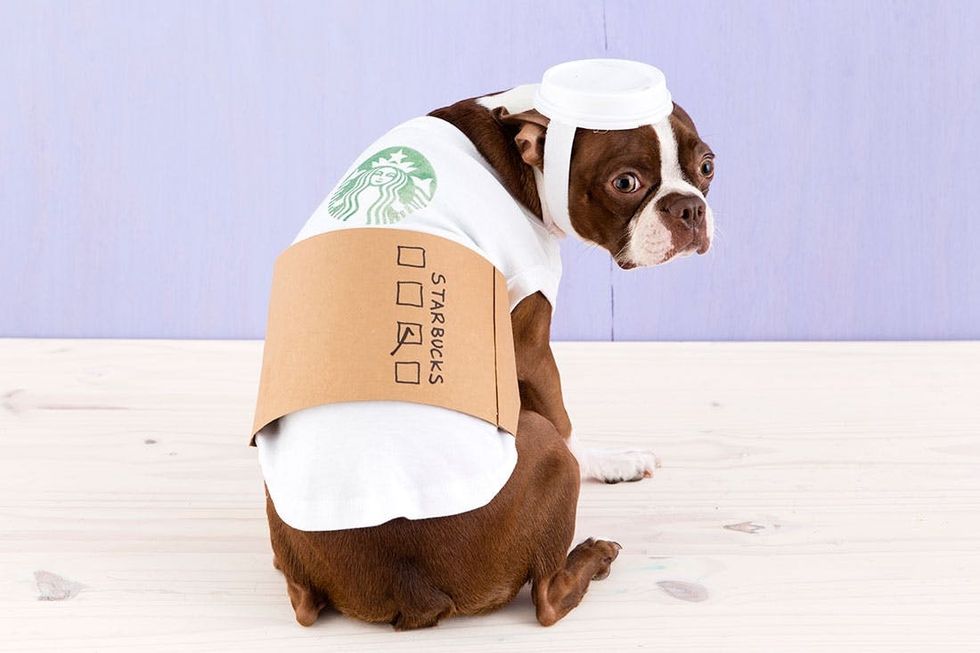 Halloween_Dogs_5Costumes_060