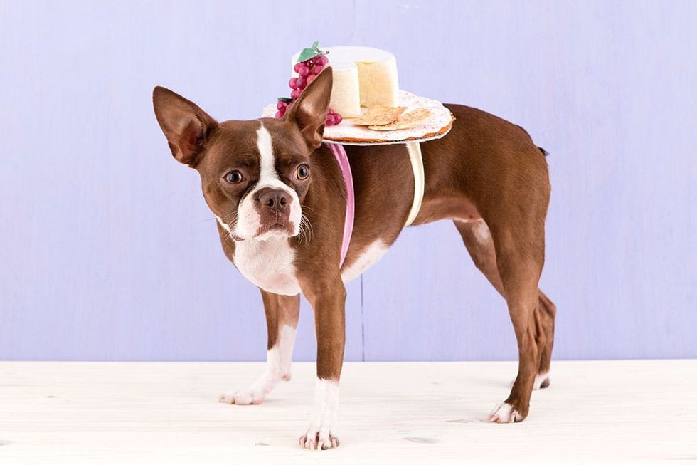 Halloween_Dogs_5Costumes_067