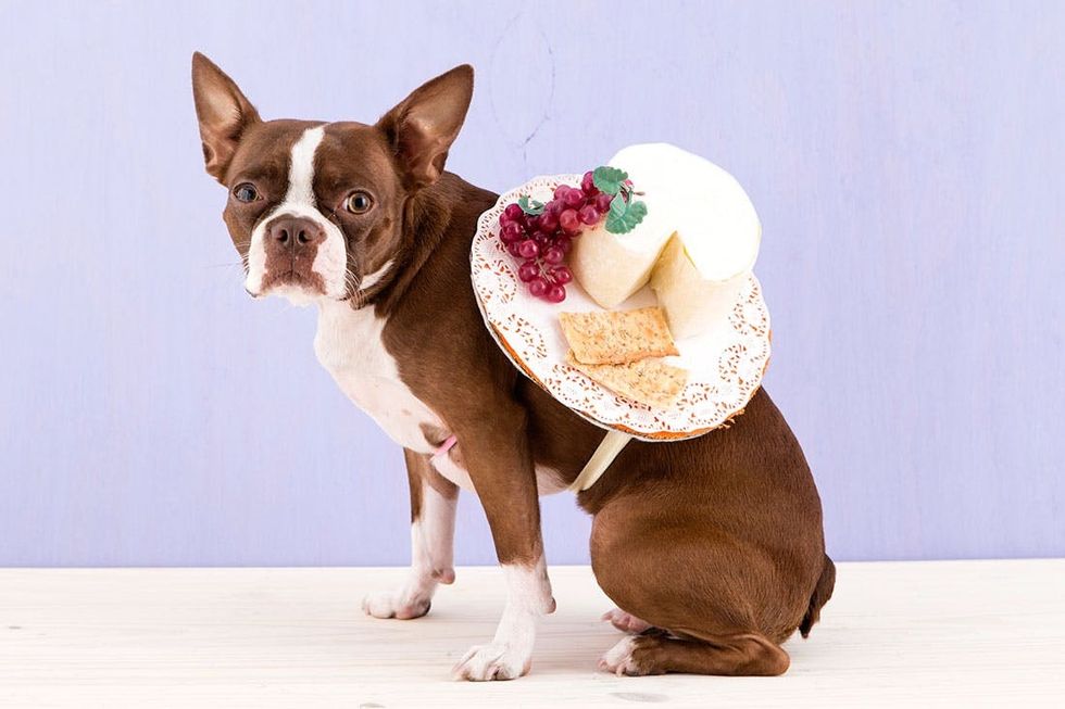 Halloween_Dogs_5Costumes_069