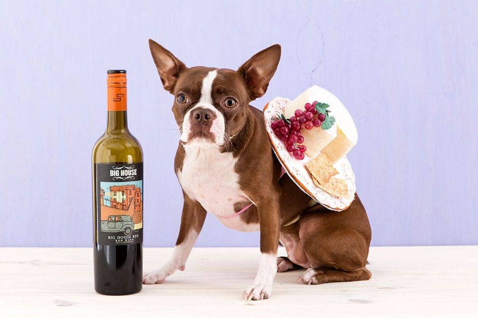 Halloween_Dogs_5Costumes_072