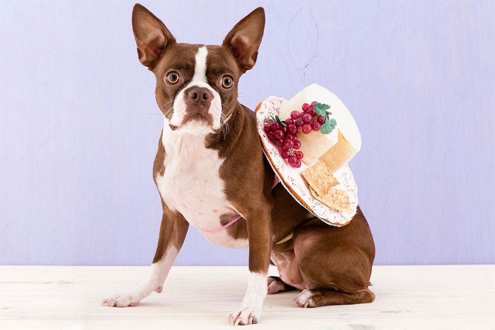 Halloween_Dogs_5Costumes_073