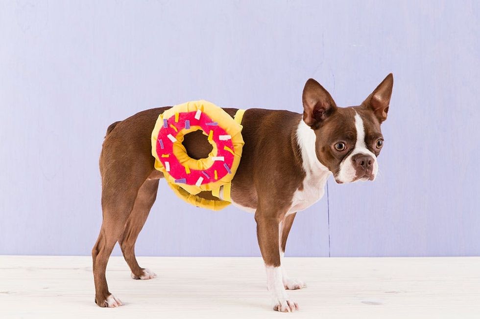 Halloween_Dogs_5Costumes_076