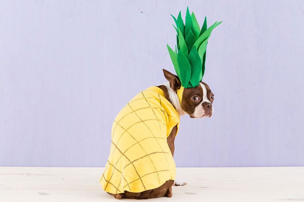 Halloween_Dogs_5Costumes_082