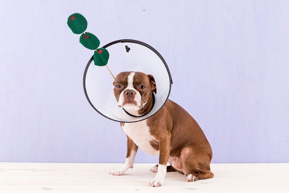 Halloween_Dogs_5Costumes_083