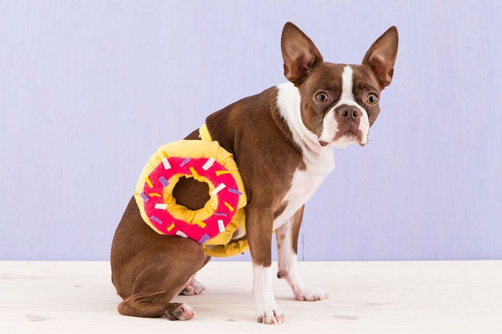 Halloween_Dogs_5Costumes_091