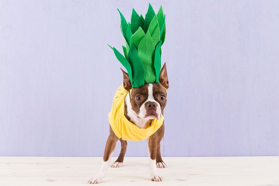 Halloween_Dogs_5Costumes_096