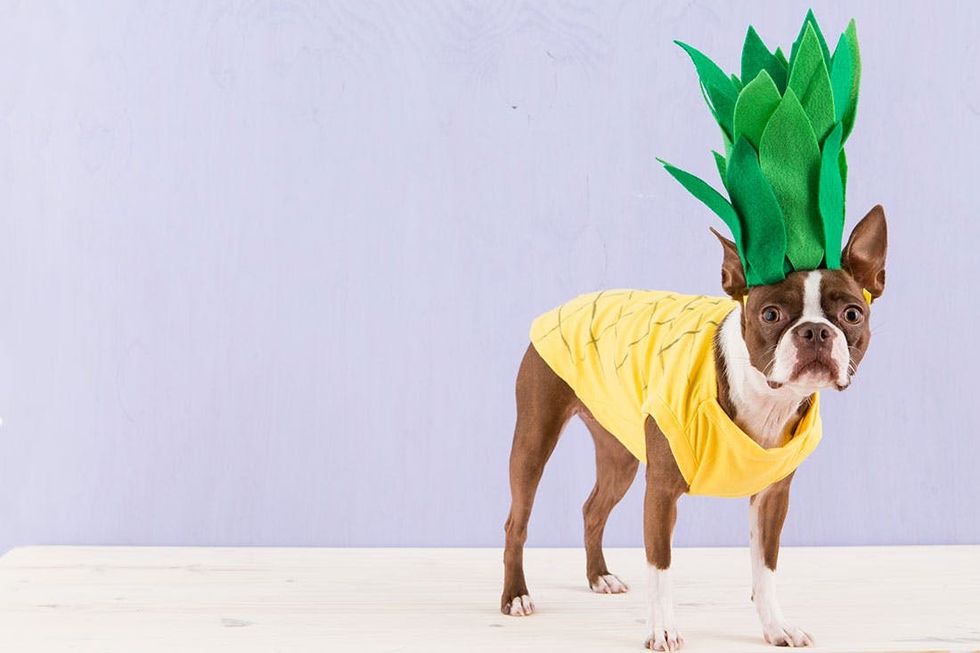 Halloween_Dogs_5Costumes_102
