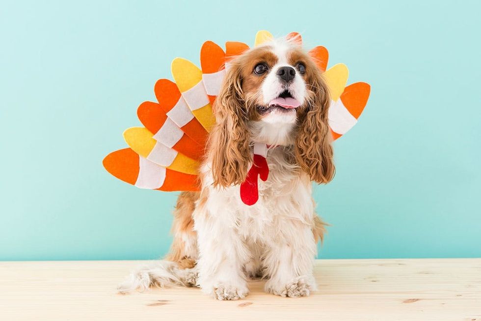halloween turkey costume