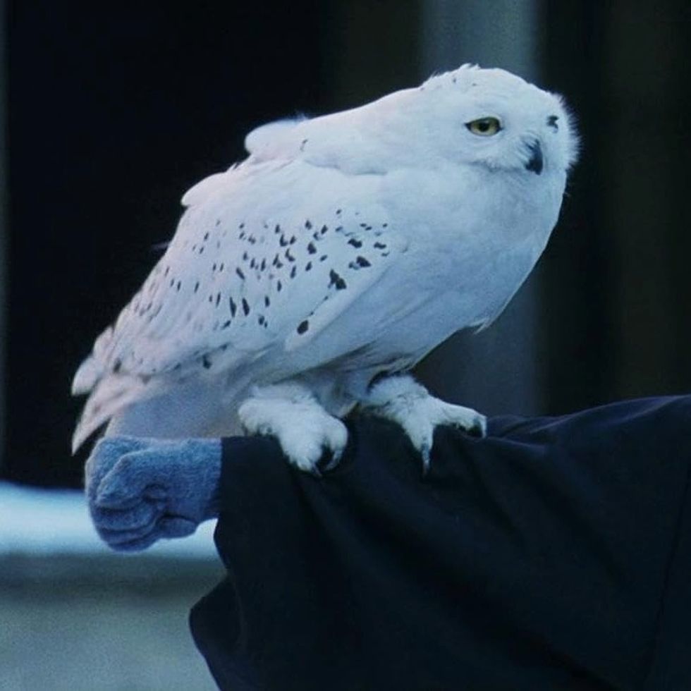 Hedwig