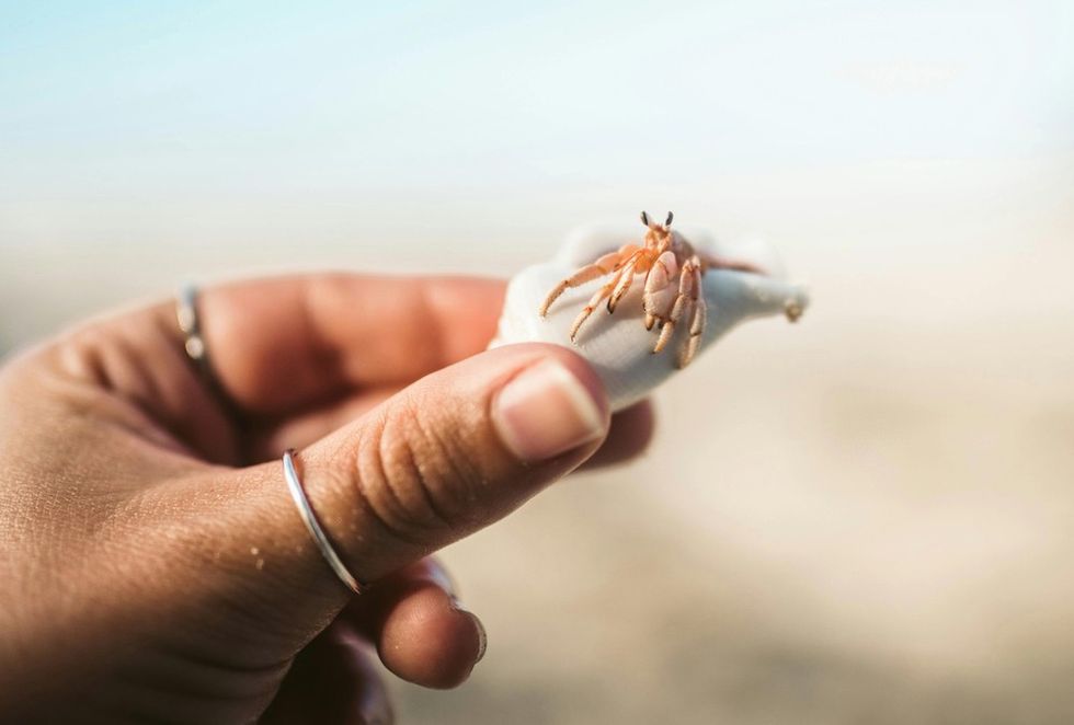 hermit crab