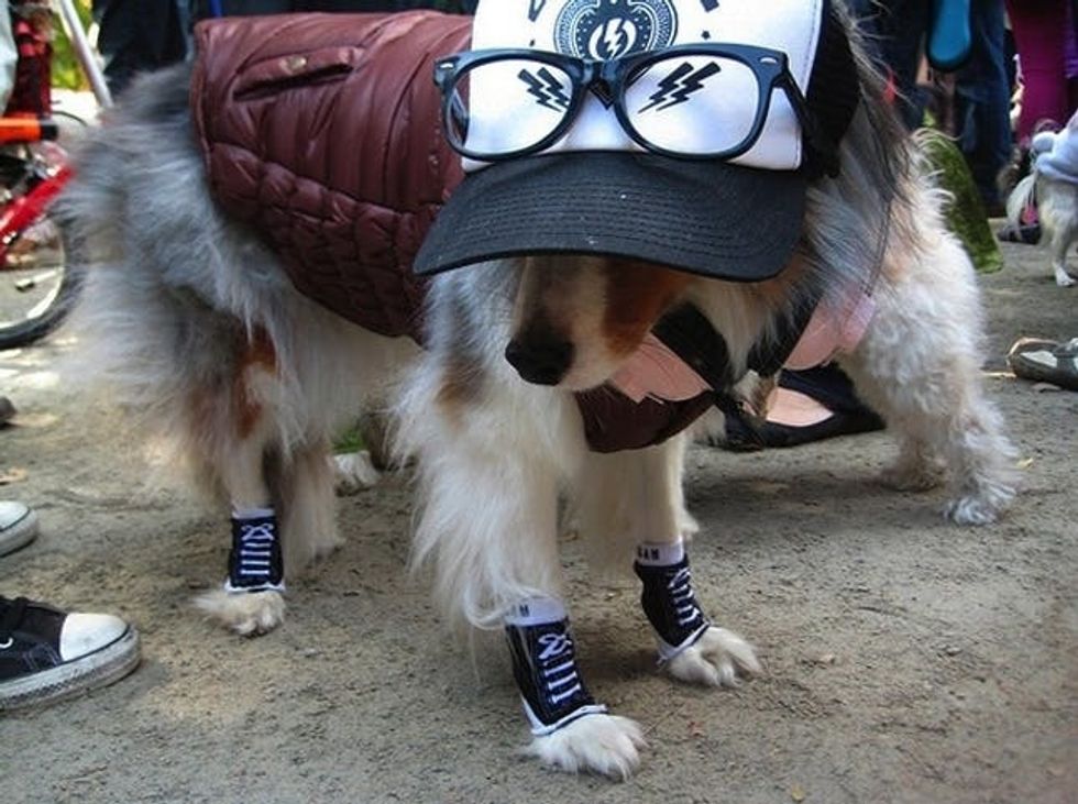 hipster dog