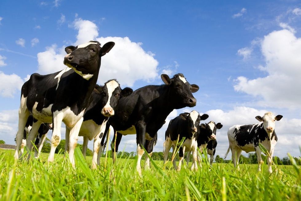 Holstein cows graze on a sunny day