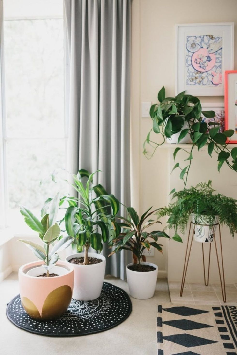 11 Crazy Cool House Plants Trending in 2016 - Brit + Co