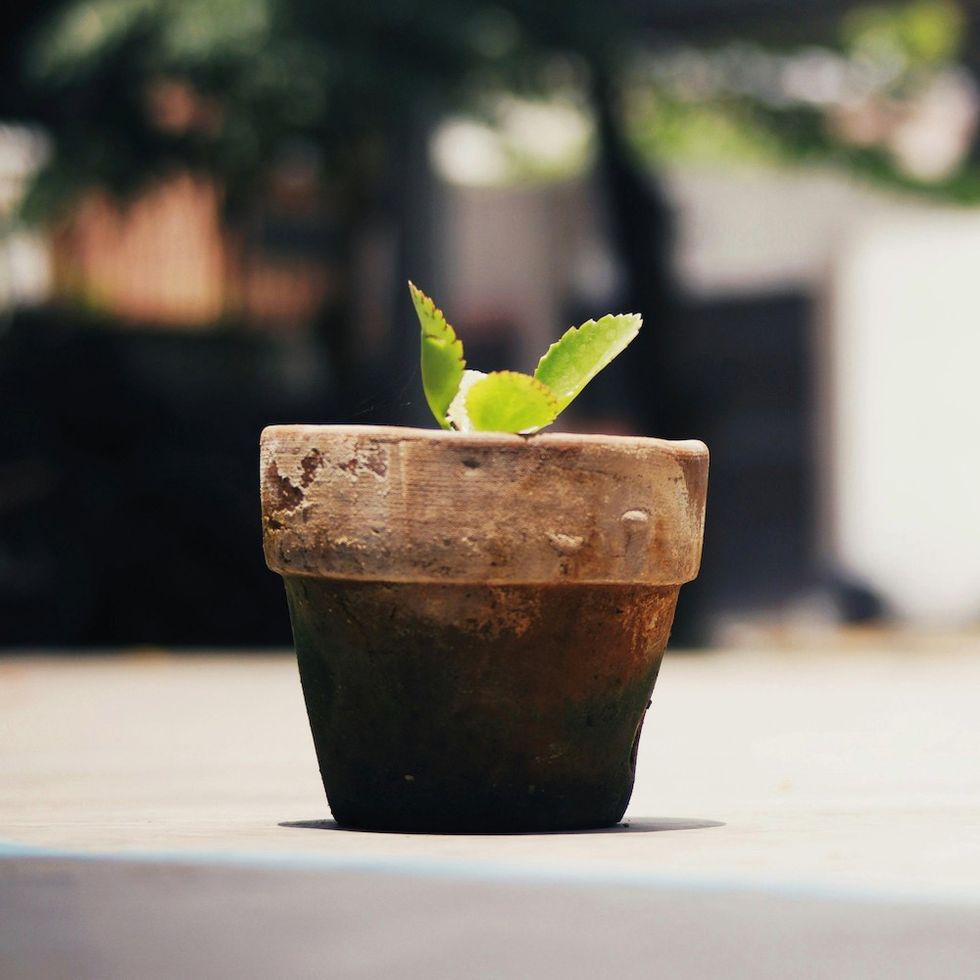 houseplant with poor growth