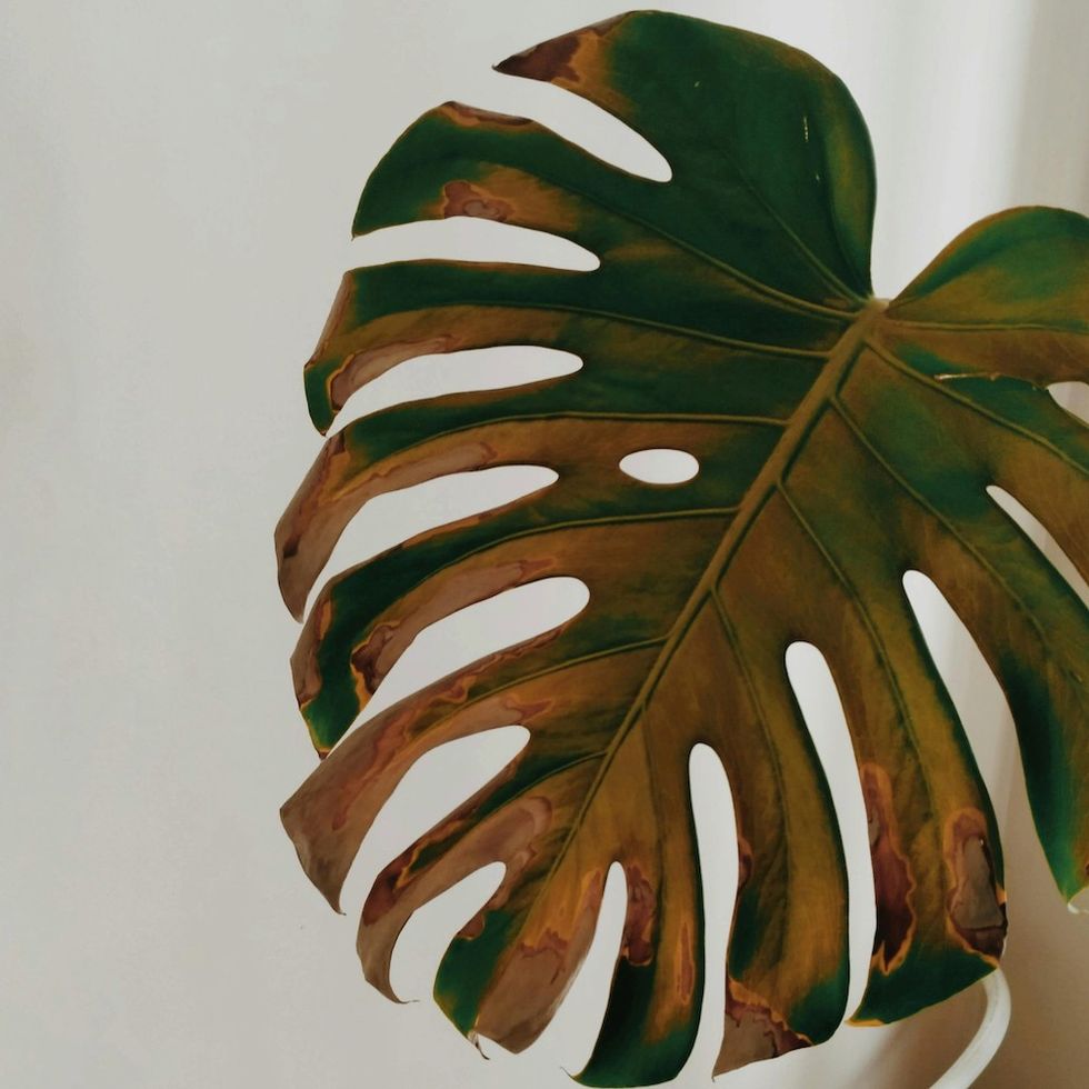 houseplant with scorched leaves