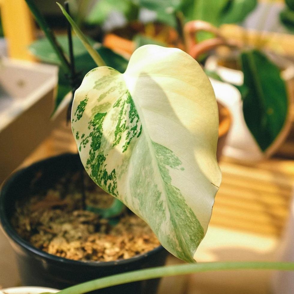 houseplant with yellowing leaves
