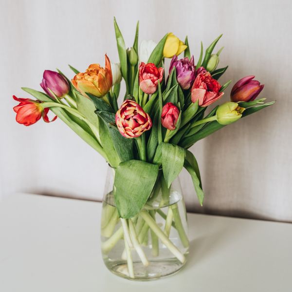How long do tulips last indoors?