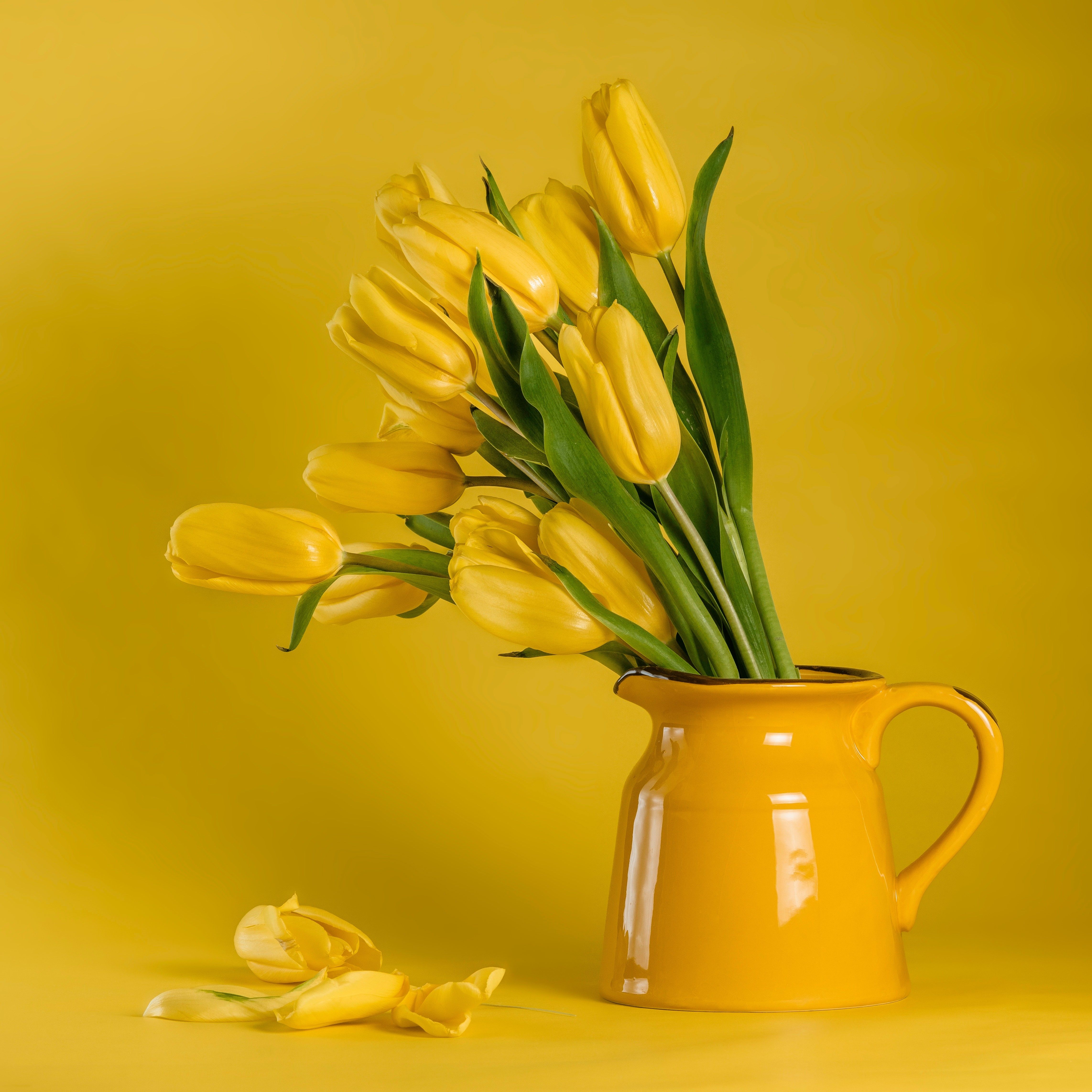 how to care for tulips