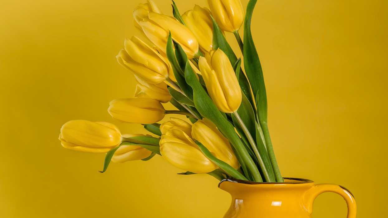 how to care for tulips