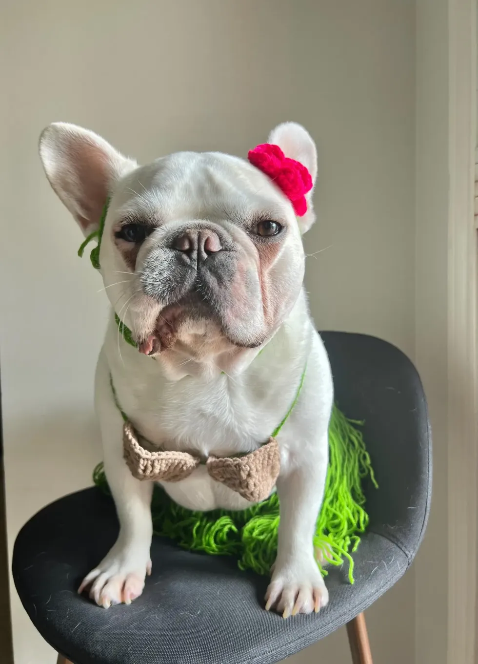 hula girl pet halloween costumes