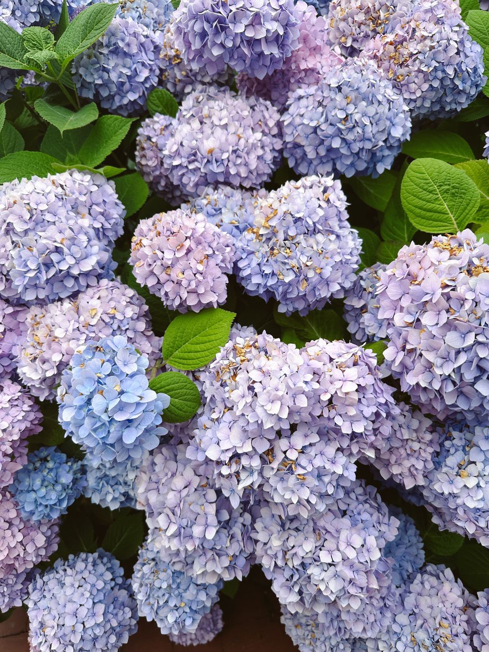 hydrangeas