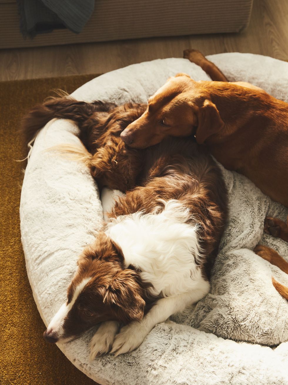 ikea pet collection dog beds