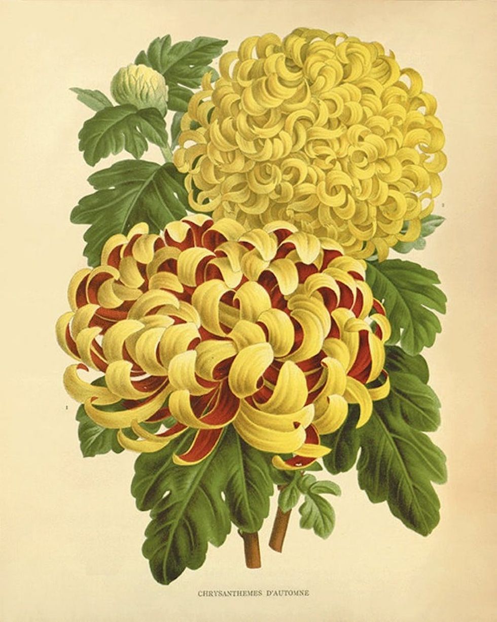 il_570xN.477835757_sqok