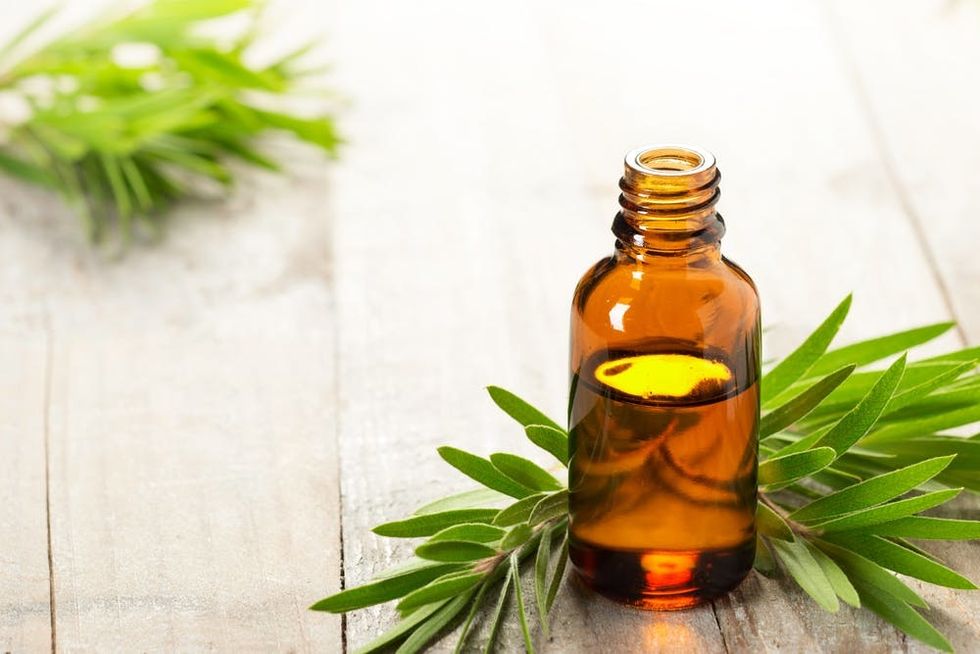 Image of essential oils surrounded by tea tree plants.
