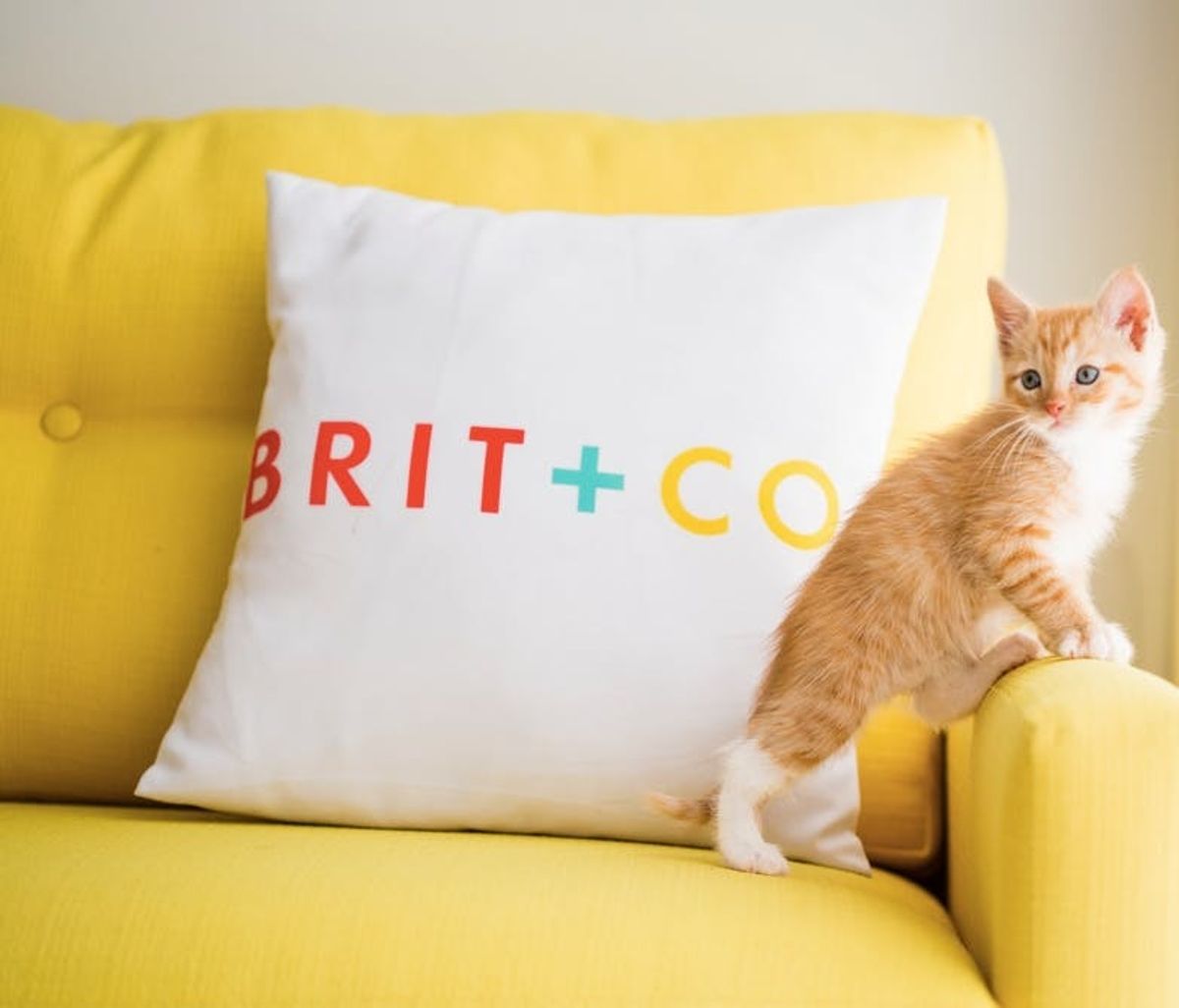 The BritList: Rappers With Puppies, Kittens of Brit + Co. and More