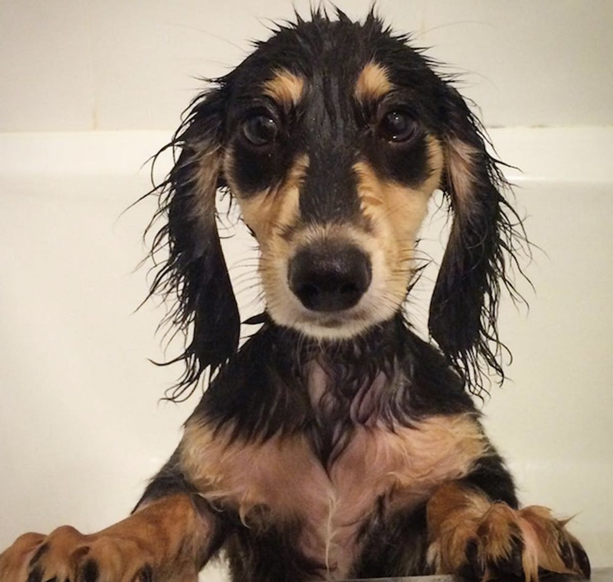 This App Is like Instagram for Dogs