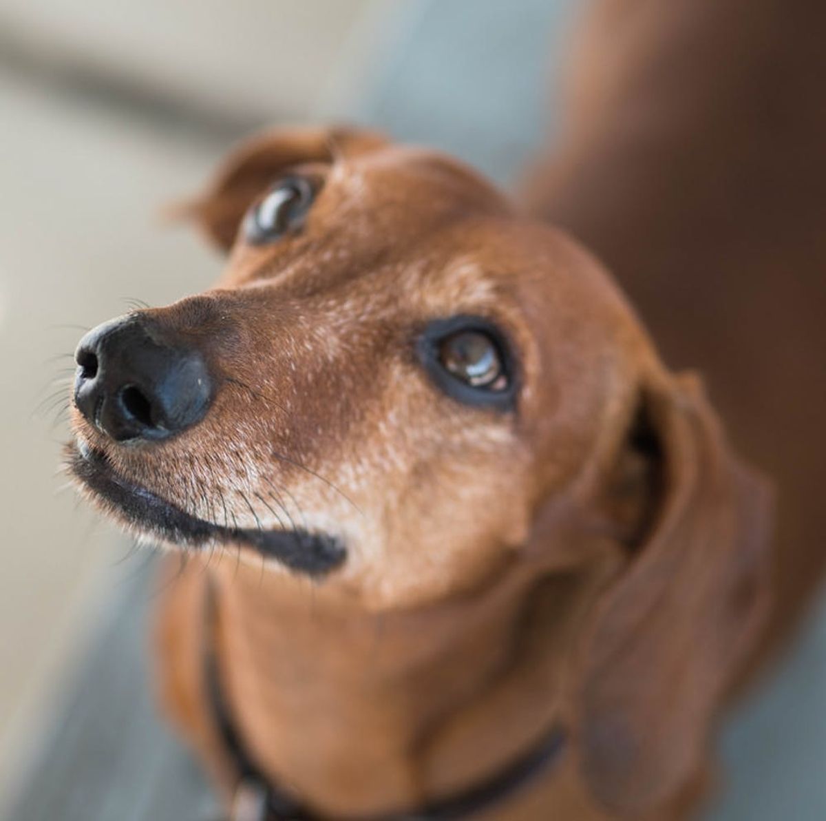 New York City Is Building a Pet-Friendly Domestic Violence Shelter to Address This Heartbreaking Problem