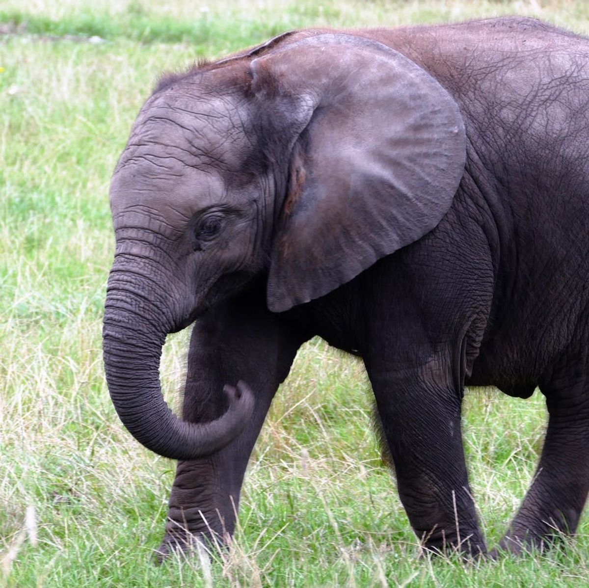 The Trump Administration’s Scary Impact on Animal Rights