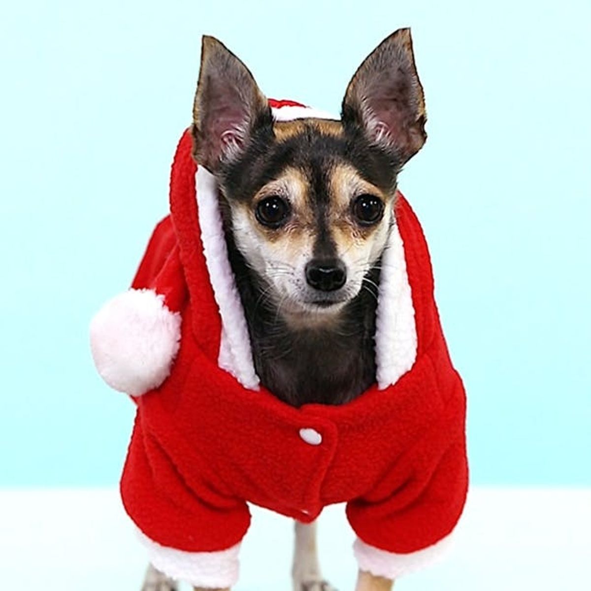 The Most Adorable Photos of Dogs in Christmas Costumes