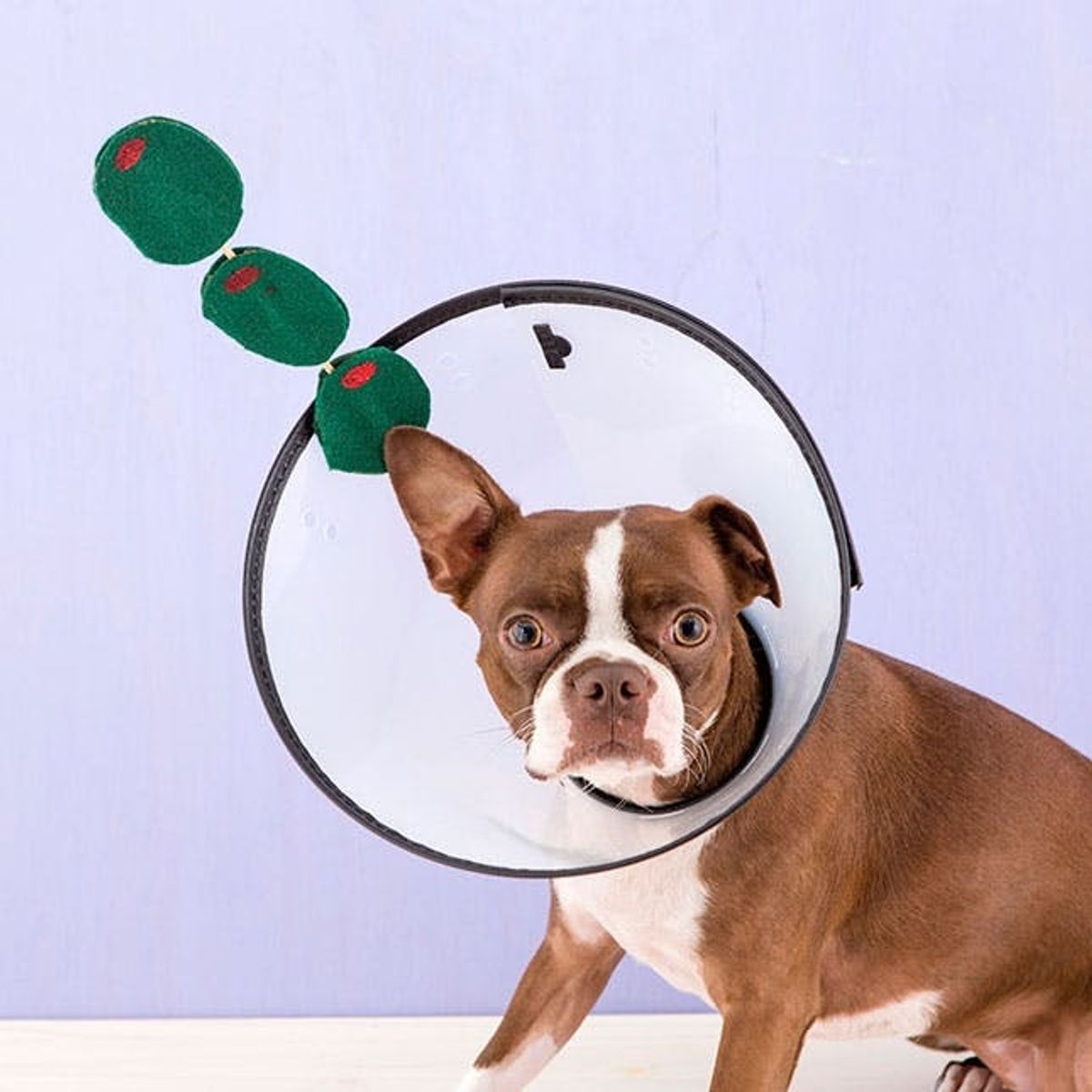 This Dog Martini Is the Funniest Pet Costume Ever