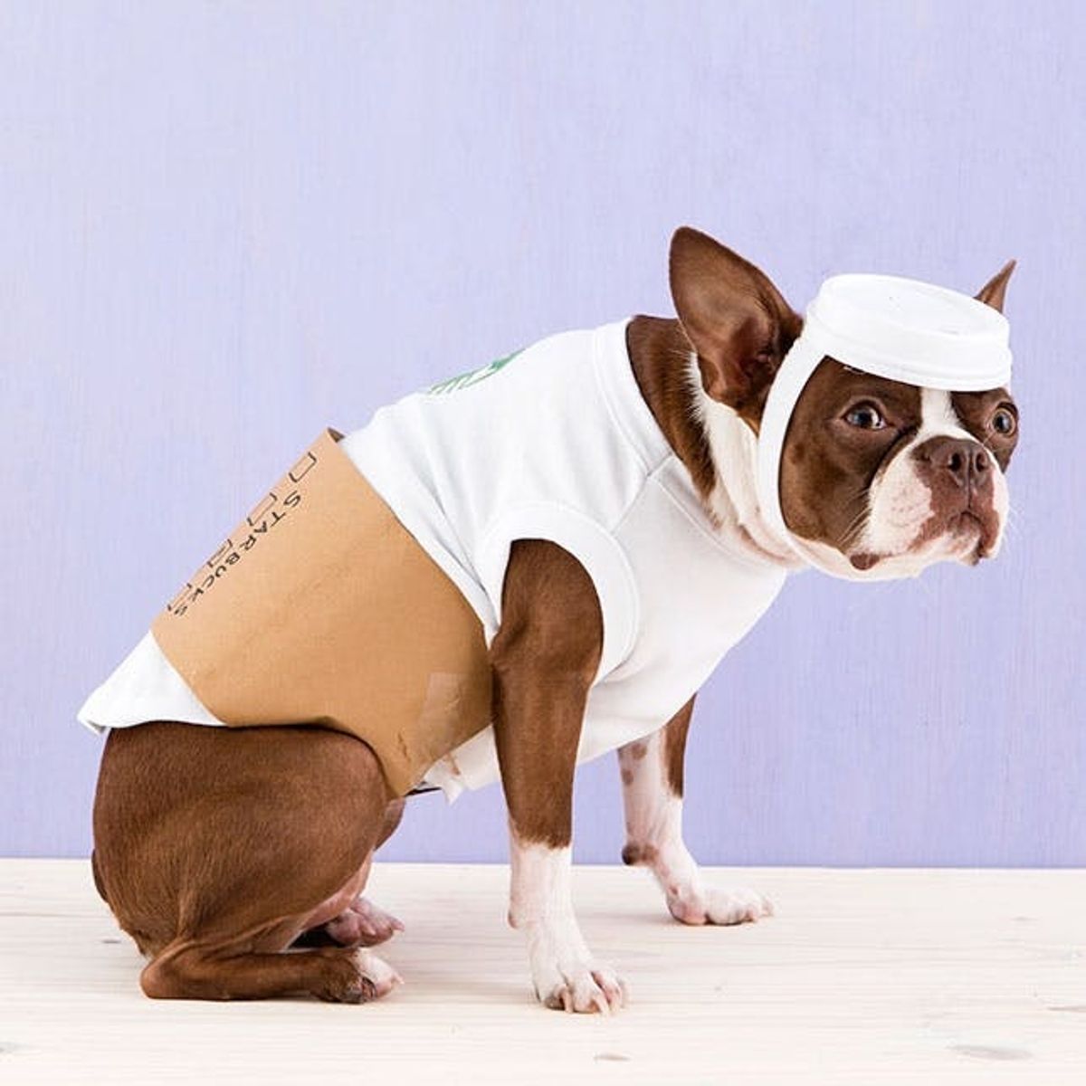 How to Dress Your Dog like a Latte for Halloween