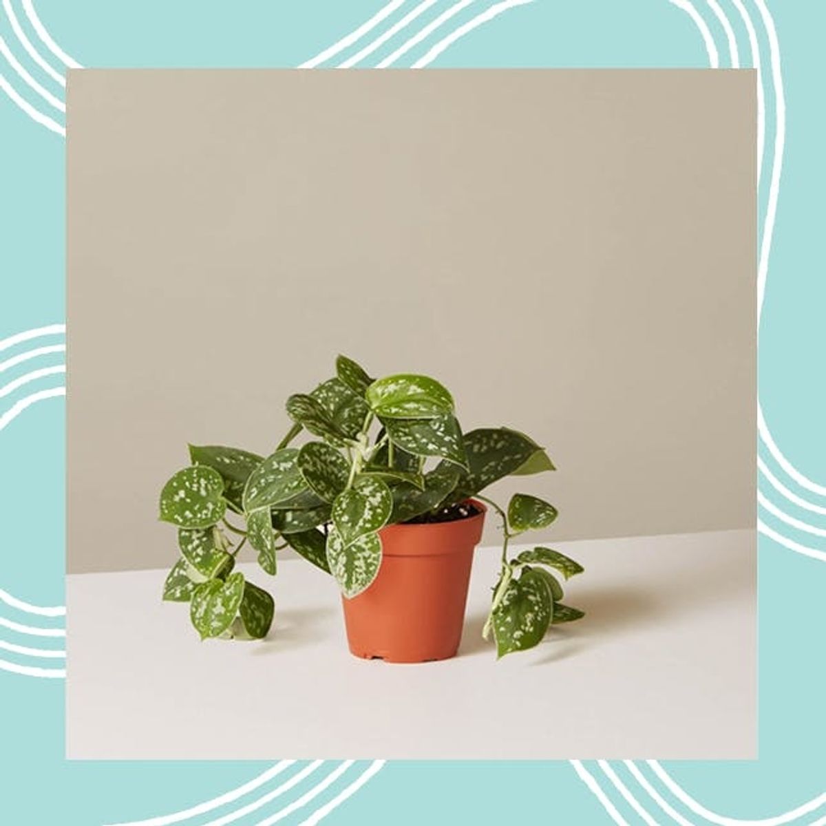 The Top 6 Trendy Patterned Plants (and How to Actually Keep Them Alive)