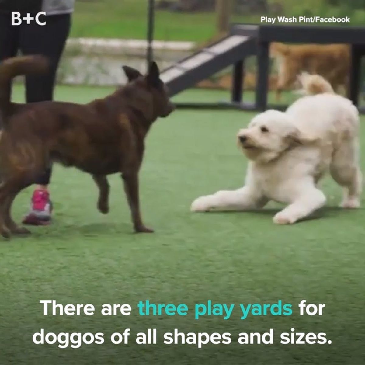 This Craft Beer Dog Park Is Doggy AND Human Paradise