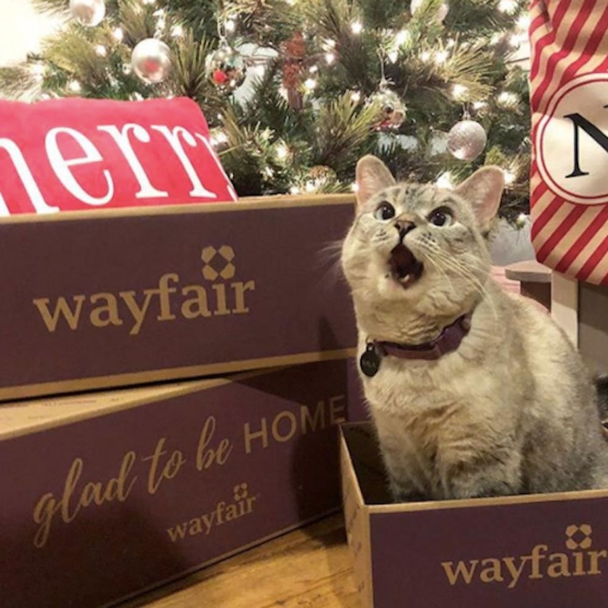 The Most Followed Pets on Instagram for 2017 Will Melt Your Heart