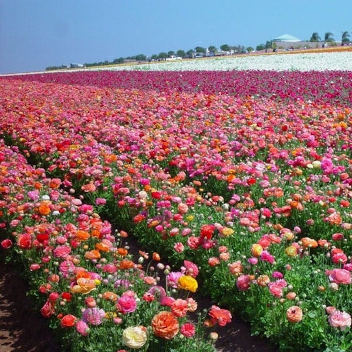 10 Stunning Places to See Flowers in the US