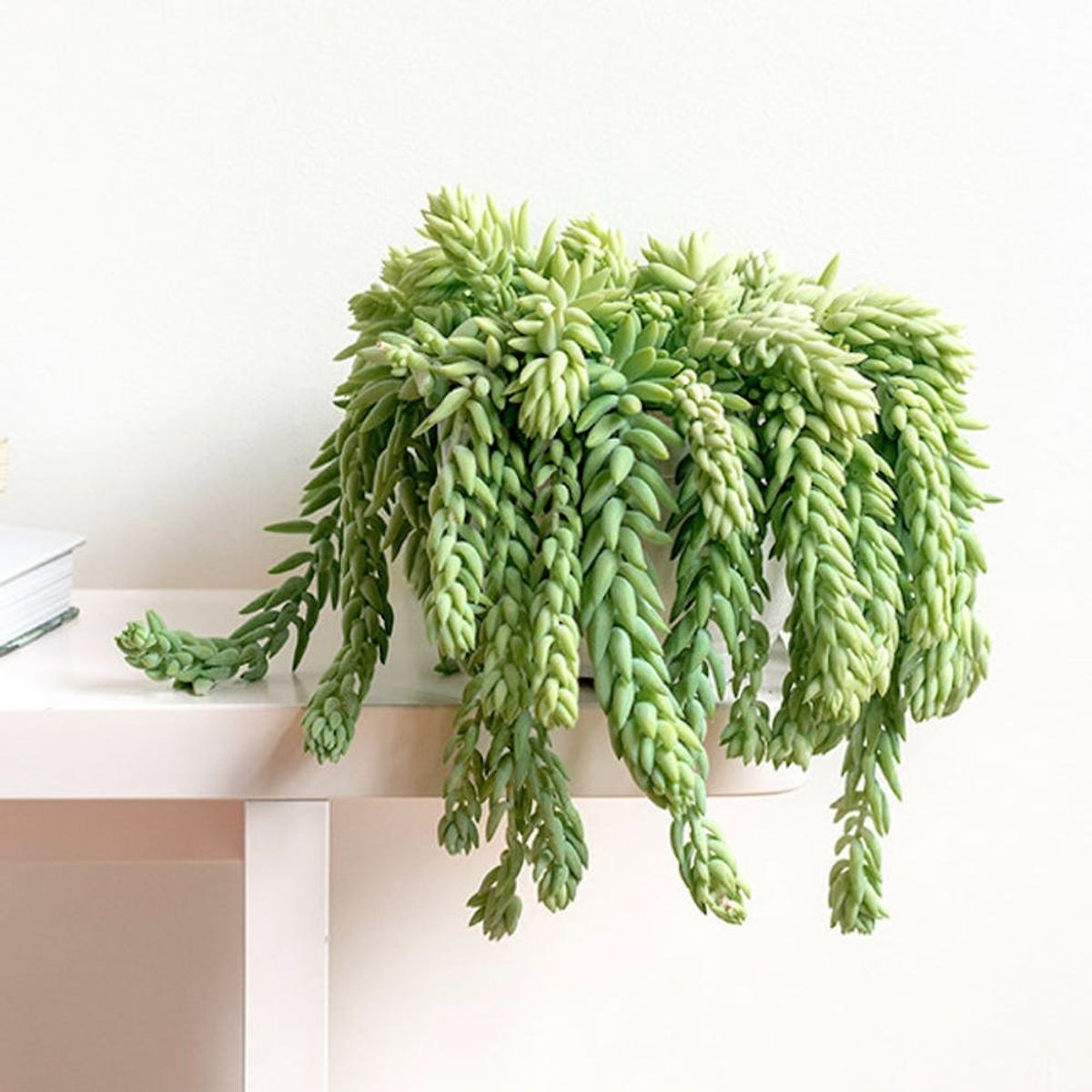 How Not to Kill These Trending Indoor Plants