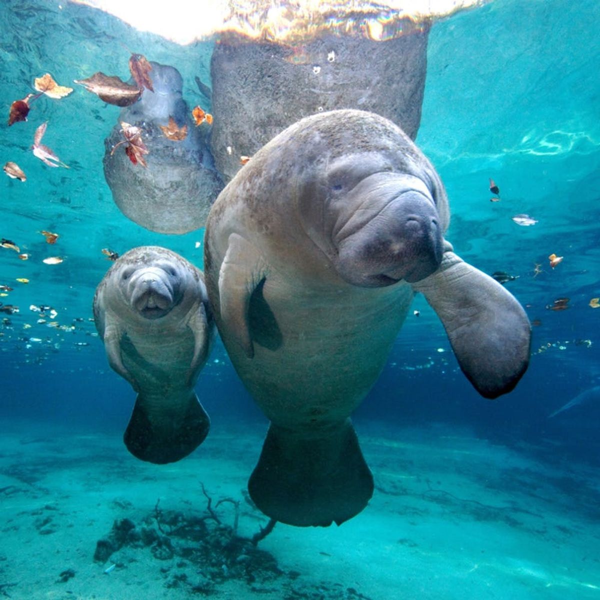 20 Bucket List Travel Destinations for Animal Lovers