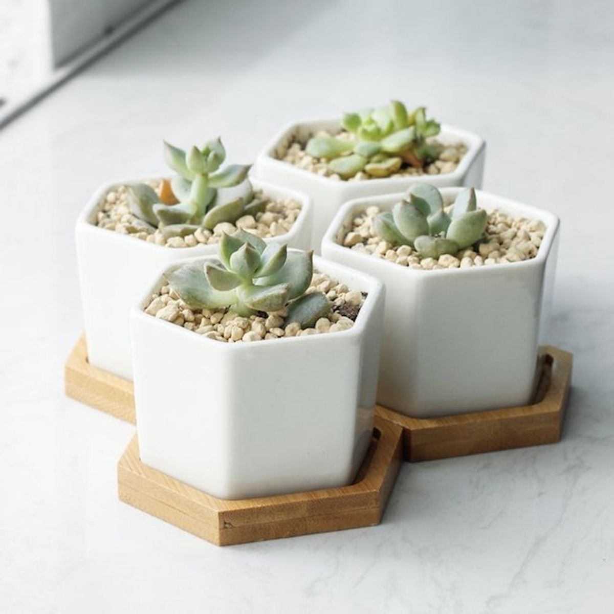 11 Life-Saving Products for People Who Are Not Blessed With a Green Thumb