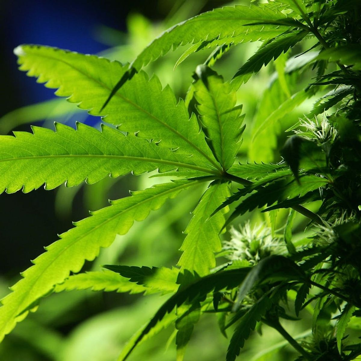 Daily Weed May Protect and Heal the Brain from the Effects of Aging