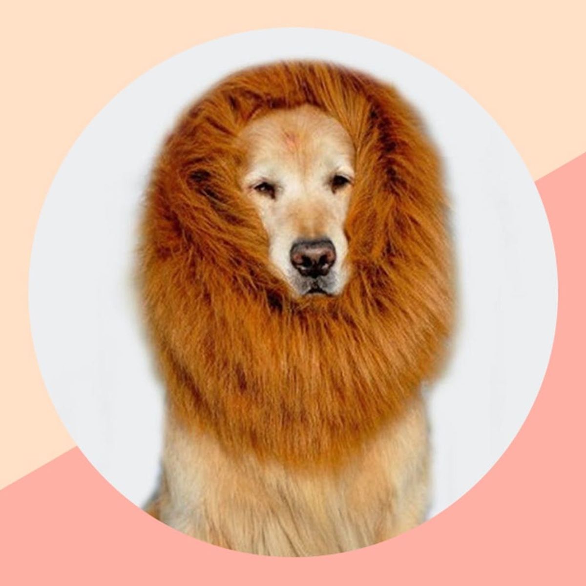 An Adorable Dog Costume and 7 More Tempting Deals on Amazon This Week