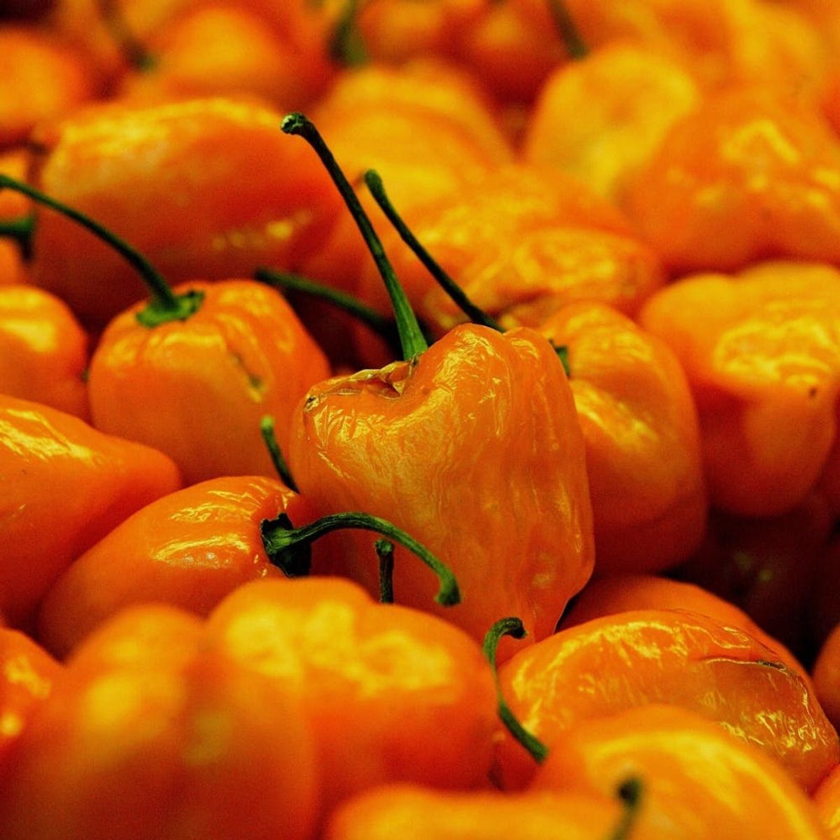This New “Dragon’s Breath” Pepper Is So Hot It Could Kill You!