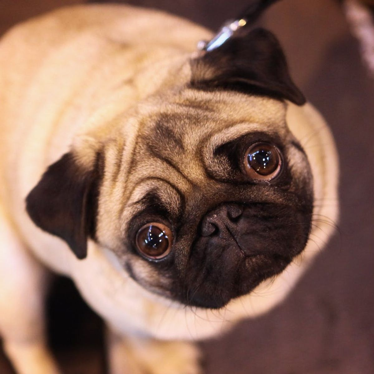 Good News, Fur Mamas: Talking to Your Pet Is a Sign of Intelligence